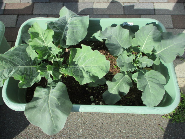 食育プランター栽培 食育の会 福井県民生活協同組合 食育プランター栽培 食育の会 福井県民生活協同組合