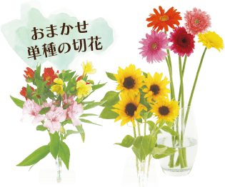 おまかせ 単種の切花