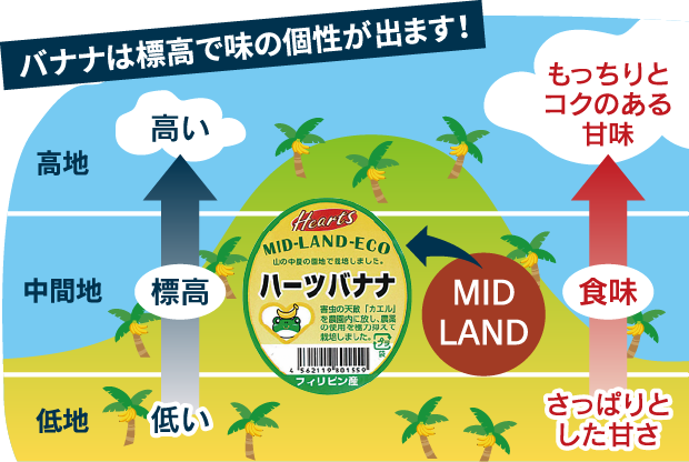 バナナは標高で味の個性が出ます！
