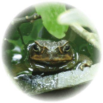 カエルの写真